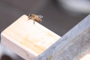 110623_honeybee44