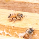 110623_honeybee47