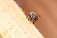 110623_honeybee14